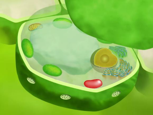 La cellula vegetale e la fotosintesi clorofilliana