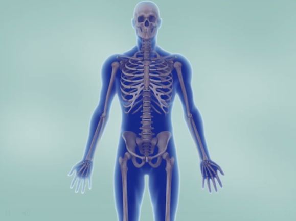 Lo scheletro e le articolazioni