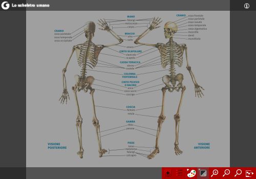 Lo scheletro umano