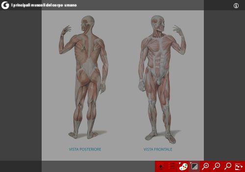 I principali muscoli del corpo umano