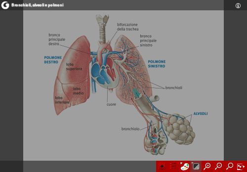 Bronchioli, alveoli e polmoni