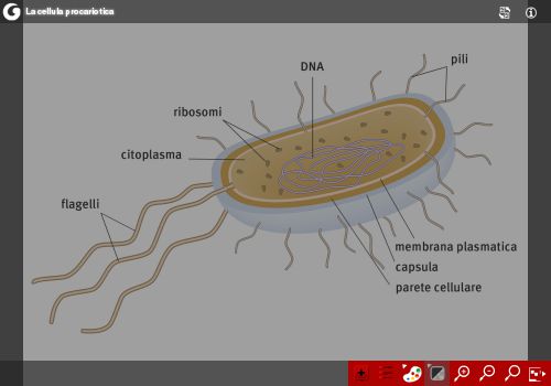 La cellula (procariotica e eucariotica)