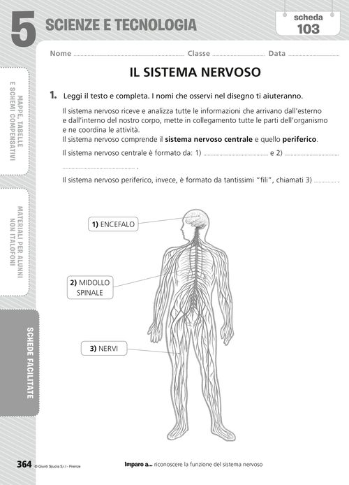 Il sistema nervoso