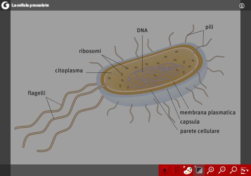 La cellula procariote